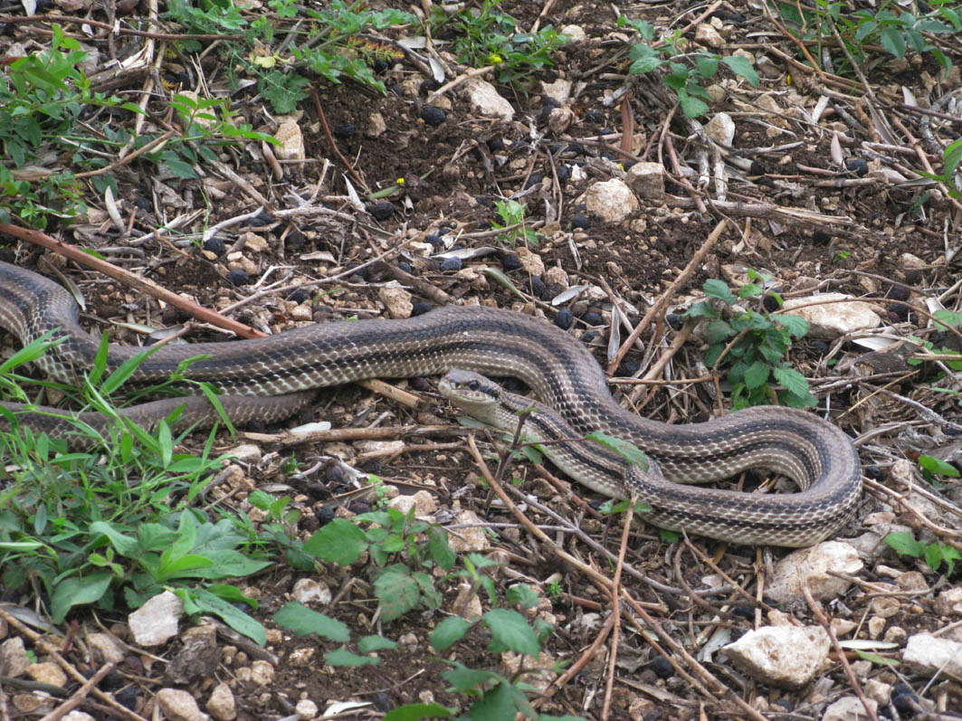 Coppia di Elaphe quatorlineata